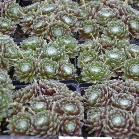 Sempervivum arachnoideum ‘Rubin’ - huislook