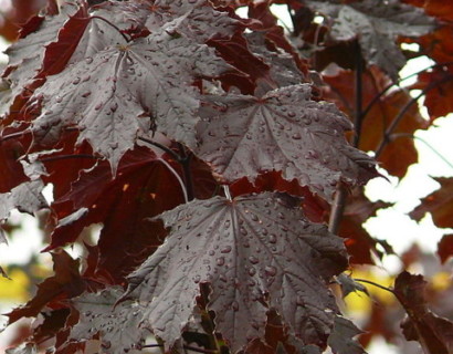 Acer platanoides ‘Crimson Sentry’ boom - roodbladige esdoorn