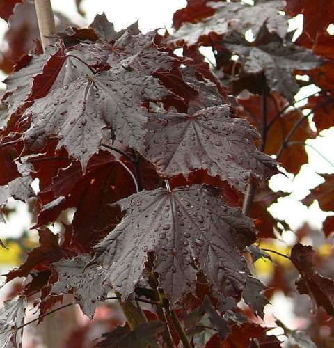 Acer platanoides ‘Crimson Sentry’ bolvorm op stam - roodbladige esdoorn bolvorm op stam