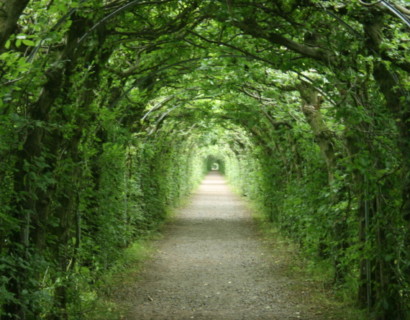 Carpinus betulus - haagbeuk