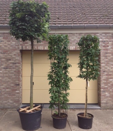 Onwijs Carpinus betulus - haagbeuk kopen | Maréchal LF-74