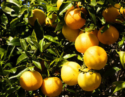 Citrus appelsien