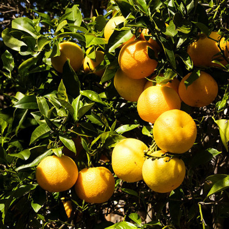 Citrus appelsien - appelsien