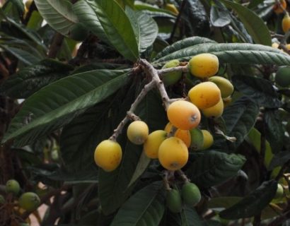 Eriobotrya japonica - Japanse wolmispel of loquat