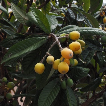 Eriobotrya japonica - Japanse wolmispel of loquat