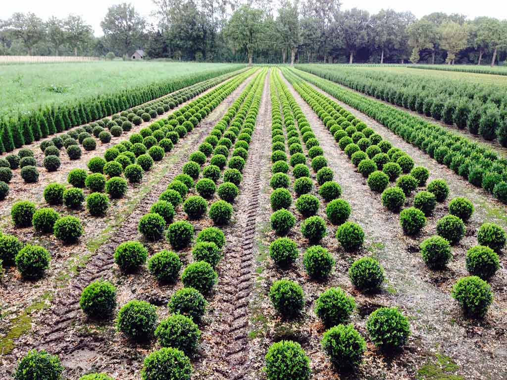 Buxus planten