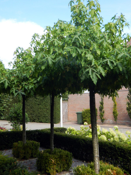 Liquidambar amberboom dakvorm in pot