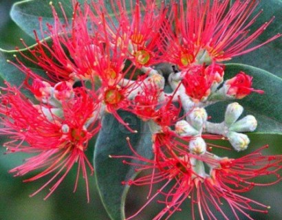 Metrosideros thomasii - IJzerhoutboom