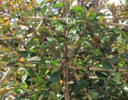 Leibomen, leilinde, leipeer, leiplataan, lei-photinia. Nu kopen en planten.