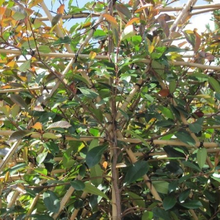 Photinia fraseri ‘Red Robin’ voorgeleid - lei-photinia/glansmispel leivorm