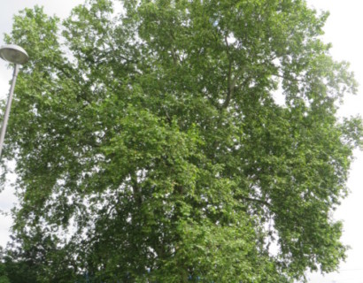 Platanus acerifolia - plataan