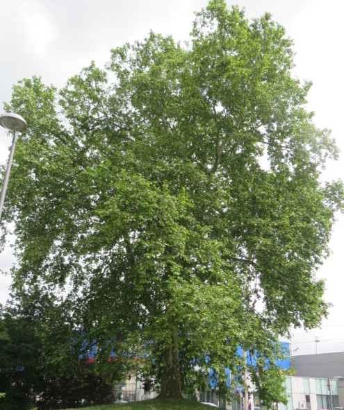 Platanus acerifolia - plataan