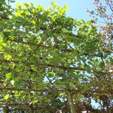 Platanus acerifolia voorgeleid - lei-plataan leivorm