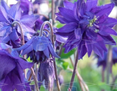 Aquilegia ‘Blue Barlow’  (grote pot) - akelei