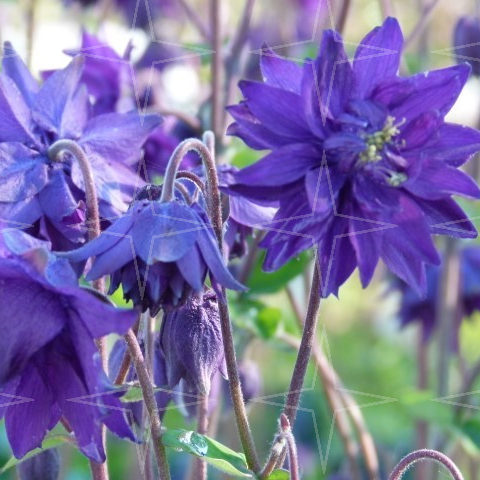 Aquilegia ‘Blue Barlow’  (grote pot) - akelei