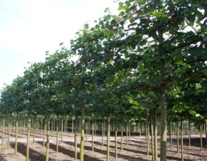 Tilia vulgaris ‘Pallida’ leilinde voorgeleid in pot - lei-linde/koningslinde leivorm