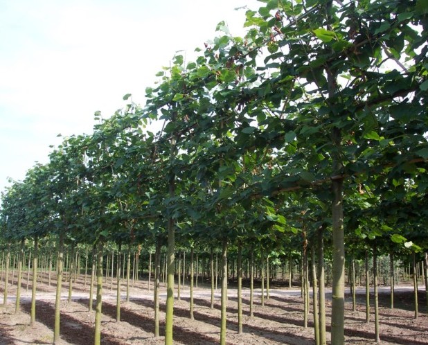 Tilia vulgaris ‘Pallida’ leilinde voorgeleid in pot - leilinde/koningslinde leivorm