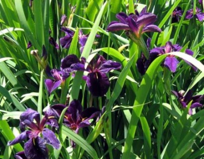 Iris black ‘Gamecock’ - zwarte lis