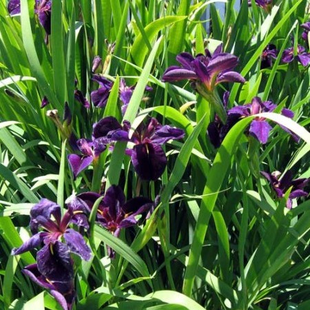 Iris black ‘Gamecock’ - zwarte lis