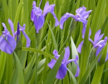 Iris laevigata - blauwe lis