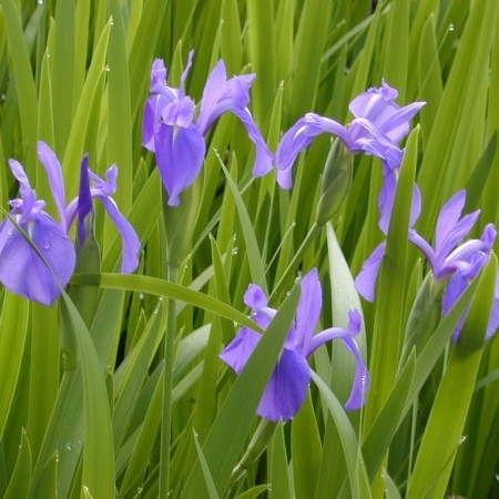 Iris laevigata - blauwe lis