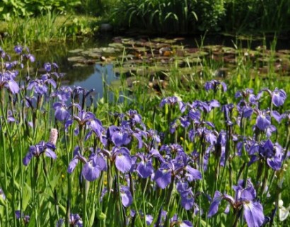 Iris setosa - paarse lis