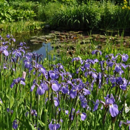 Iris setosa - paarse lis