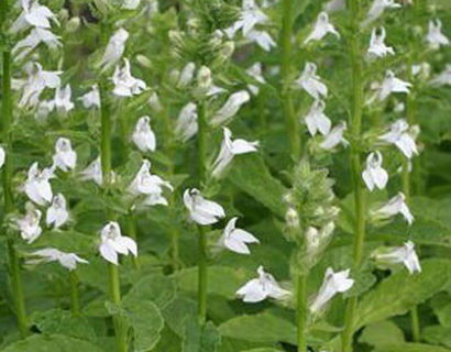 Lobelia siphilitica ‘Alba’ - waterlobelia