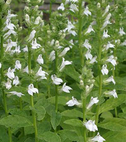 Lobelia siphilitica ‘Alba’ - waterlobelia