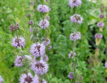 Mentha pulegium - dwerg watermunt