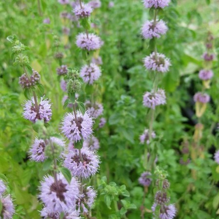 Mentha pulegium - dwerg watermunt