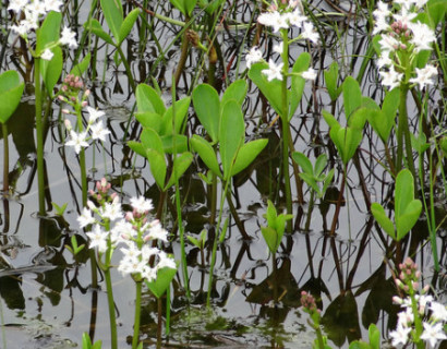 Menyanthes trifoliata - waterdrieblad