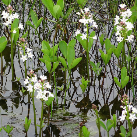 Menyanthes trifoliata - waterdrieblad