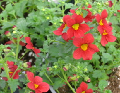 Mimulus Bonfire Red - rode maskerbloem