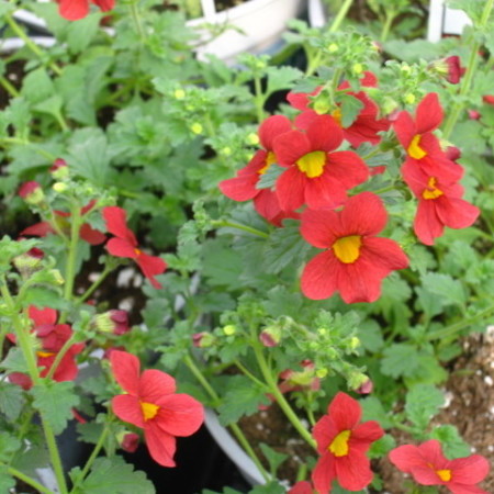 Mimulus Bonfire Red - rode maskerbloem