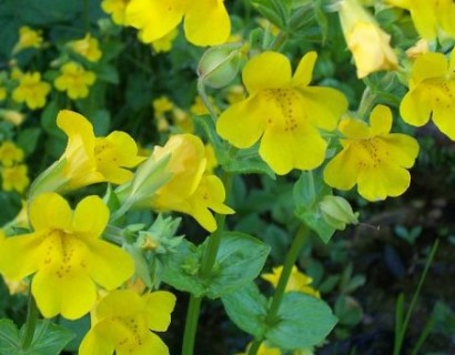 Mimulus luteus - maskerbloem