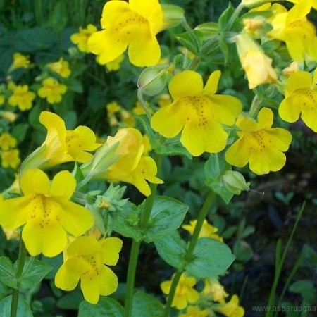 Mimulus luteus - maskerbloem