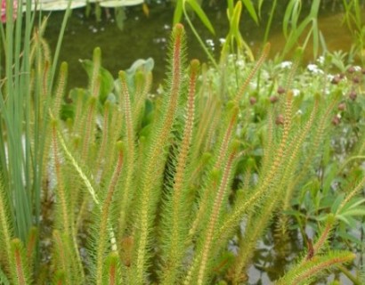 Myriophyllum crispata - vederkruid