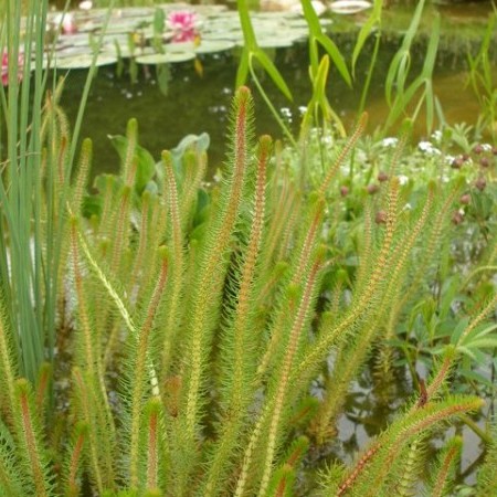 Myriophyllum crispata - vederkruid