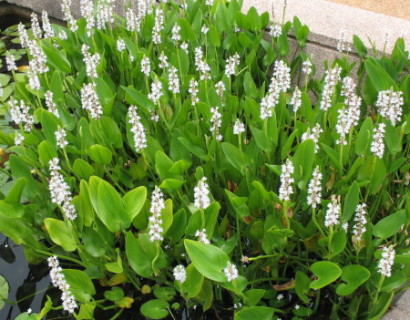 Pontederia cordata ‘Alba’ - wit snoekkruid