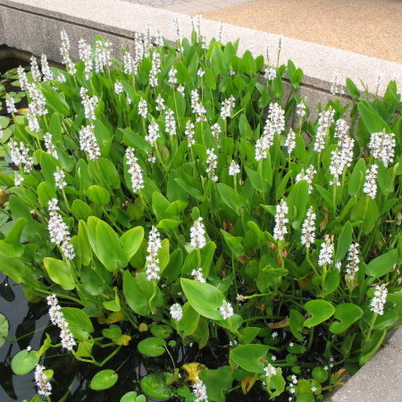 Pontederia cordata ‘Alba’ - wit snoekkruid