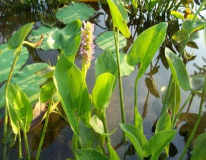 Pontederia cordata ‘Pink Pons’ - snoekkruid