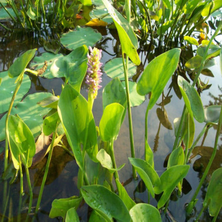 Pontederia cordata ‘Pink Pons’ - snoekkruid