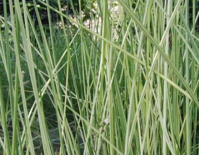 Scirpus lacustris ‘Albescens’ - bonte bies