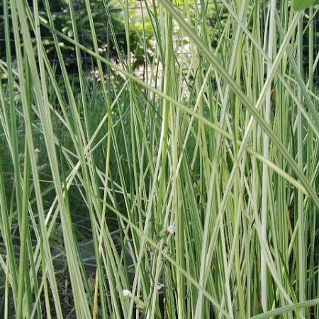 Scirpus lacustris ‘Albescens’ - bonte bies