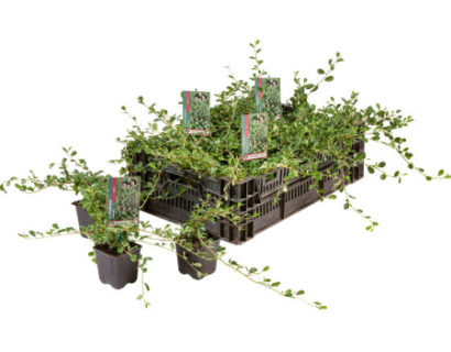 Cotoneaster dammeri ‘Major’ pot 9 cm
