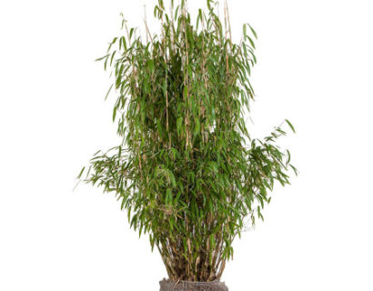 Fargesia murieliae ‘Superjumbo’ 125/150 cm - bamboe