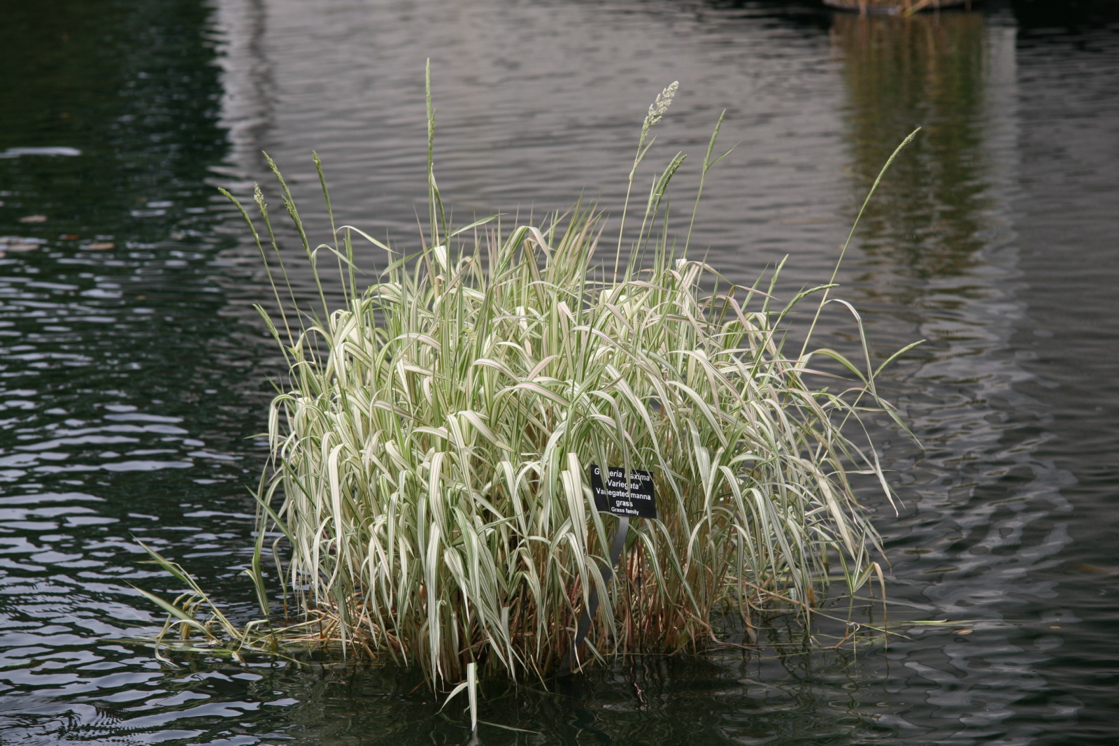 Glyceria maxima ‘Variegata’ - bont liesgras