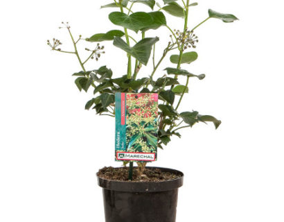 Hedera helix ‘Arborescens’ pot 2 liter