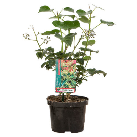 Hedera helix ‘Arborescens’ pot 2 liter